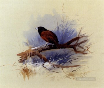 アーチボルド・ソーバーン Painting - 木の枝にいるネパールの黒い頭の修道女 アーチボルド・ソーバーン鳥